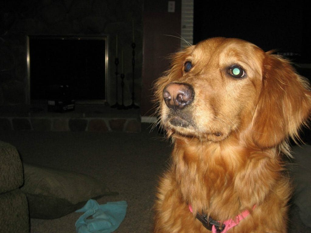 my support dog my support dog