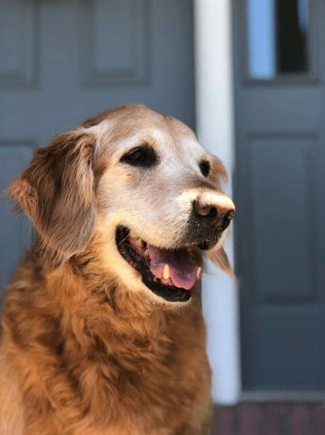 Migraine Therapy Dog: Grieving the Loss of a Pet