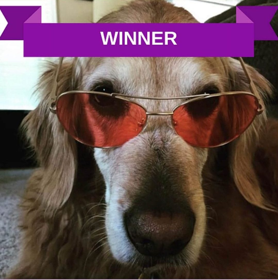 Shades for migraine pets category winner MHAM